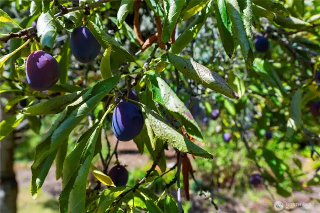 Fruiting plums!