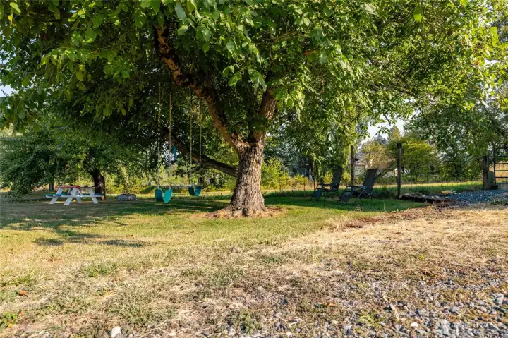 Walnut tree swings stay