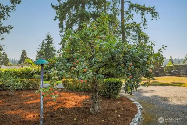 Circular drive with apple tree.