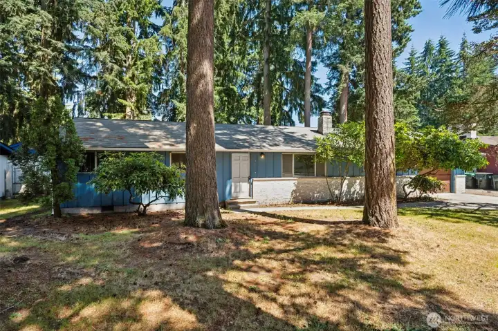 Mature rhododendrons, soaring evergreens, and pockets of sunlight create a landscape that feels established, welcoming, and distinctly Pacific Northwest. This view showcases the generous front lawn and the natural beauty already in place, providing a strong foundation whether your style leans toward low-maintenance simplicity or a more ambitious landscaping vision. Above it all sits a composition roof, while the classic lines of this 1966 rambler peek through the greenery. Mature rhododendrons, soaring evergreens, and pockets of sunlight create a landscape that feels established, welcoming, and distinctly Pacific Northwest. This view showcases the generous front lawn and the natural beauty already in place, providing a strong foundation whether your style leans toward low-maintenance simplicity or a more ambitious landscaping vision. Above it all sits a composition roof, while the classic lines of this 1966 rambler peek through the greenery.