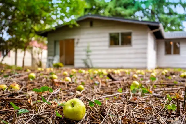 Great Apple Tree