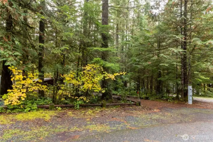 View showing that the lot offers privacy from the road.