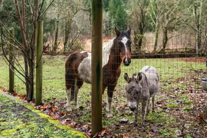 Jessie and Pablo the donkey don't come with the property, but some other lucky animals could have their home!