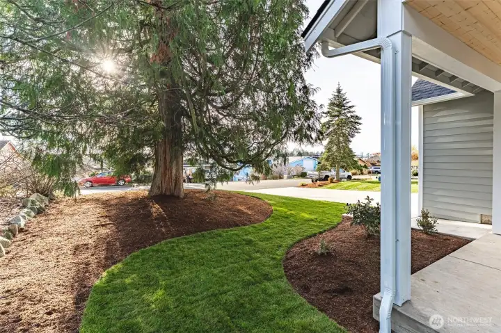 Beautifully landscaped front yard with a mature evergreen tree that adds shade, privacy, and character.