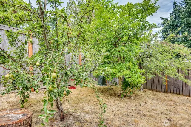 fruit trees, 2 apples, and 1 pear