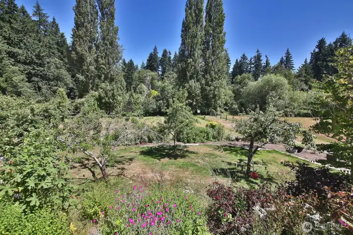Looking out to the southern part of your land with the orchard in view.