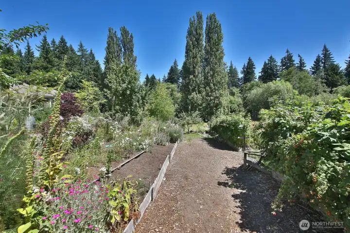 Part of your front gardens, including raspberries.