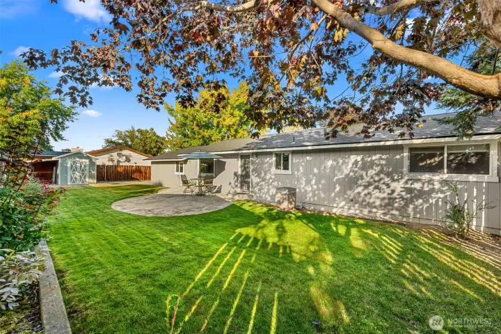 shade tree in backyard