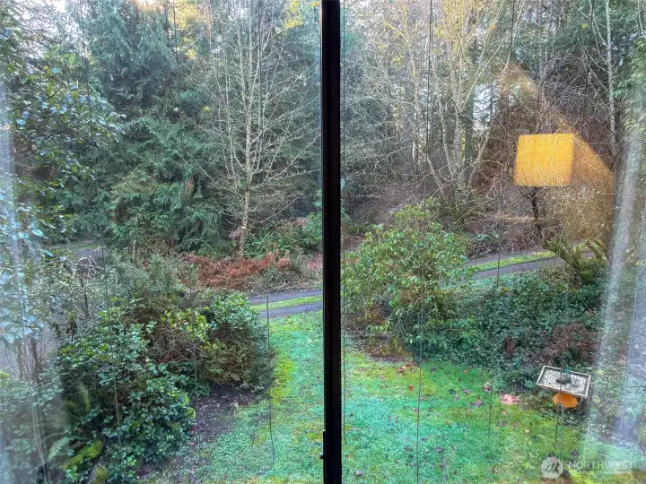 Tranquil woods view and driveway.