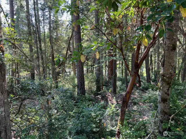 View of lot from street. Filtered lake view through the trees.