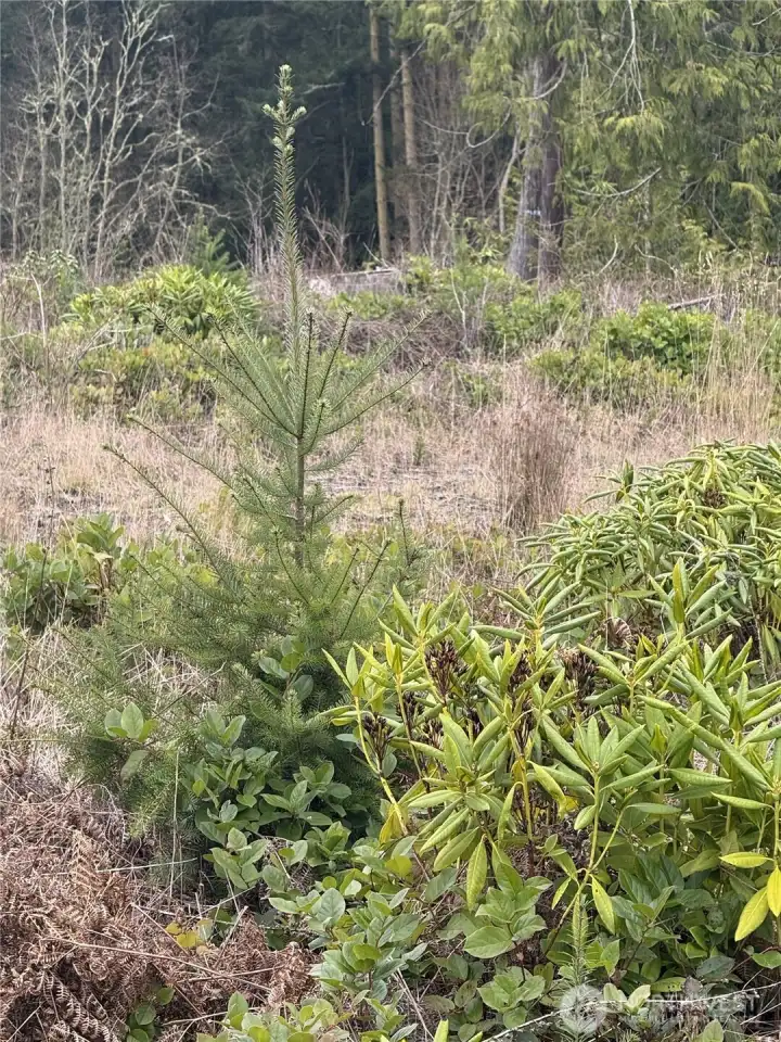 Douglas Fir Seedlings