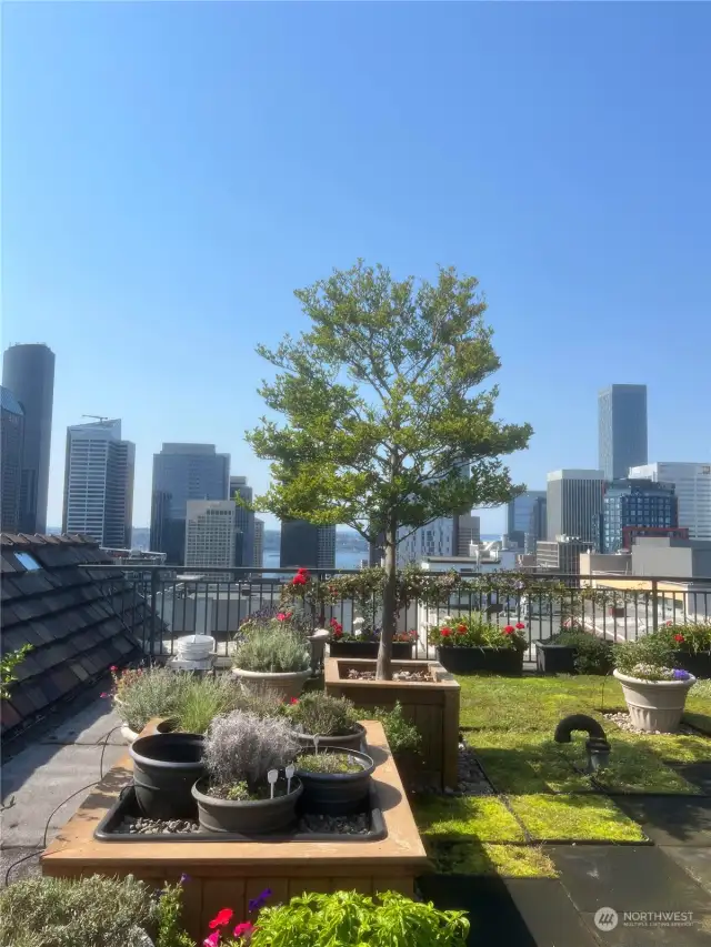 Amazing city views from rooftop deck