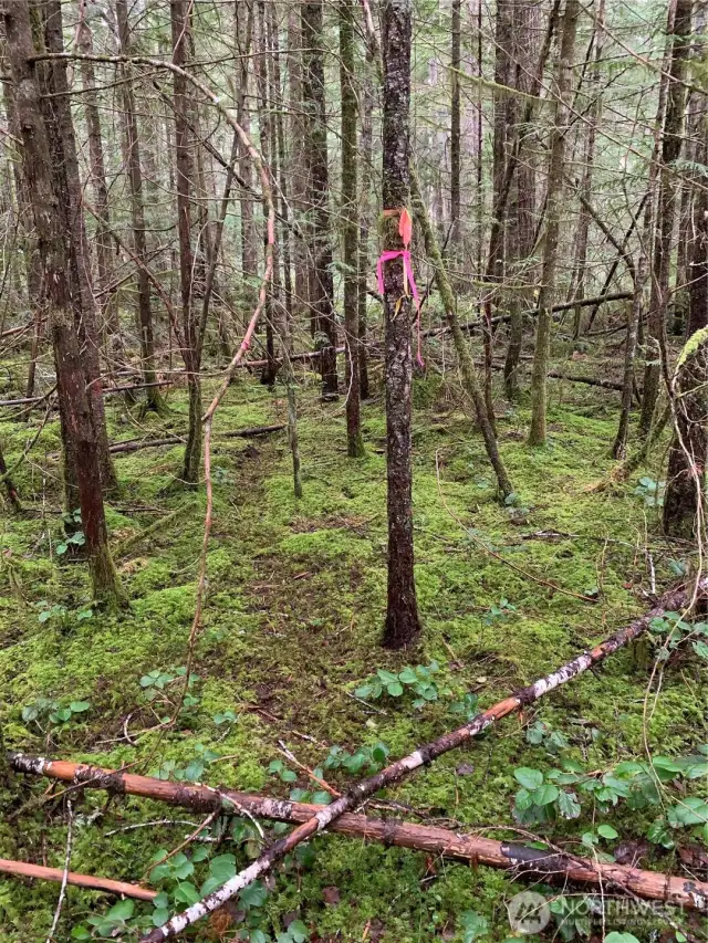 Approximate SW corner, State Forest land beyond flagged tree.
