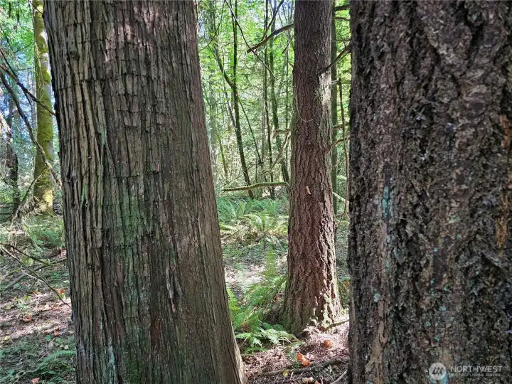 Some pretty good size fir and cedar trees