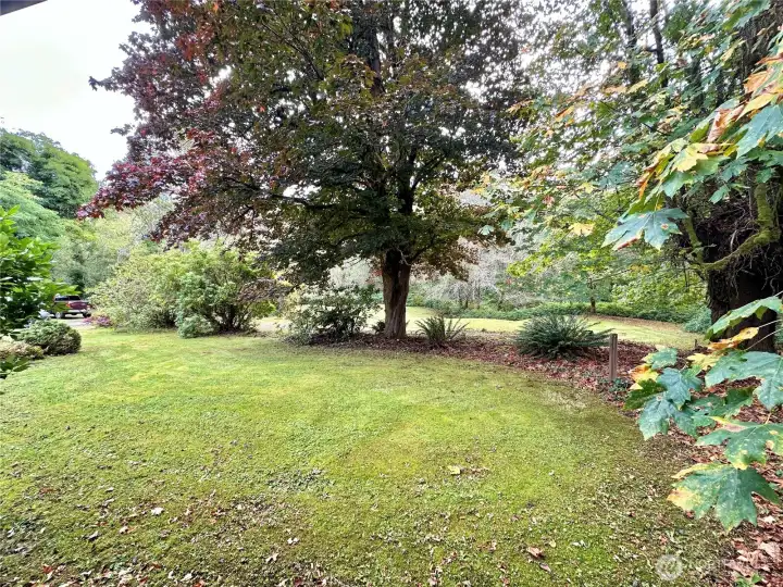 Front Yard