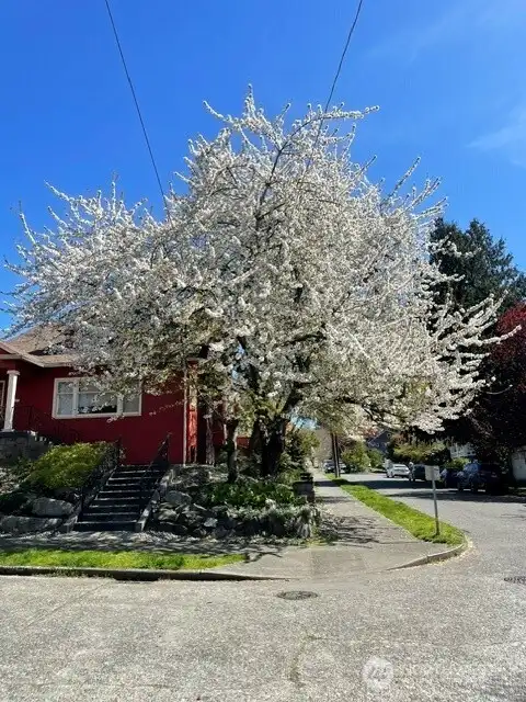 Spring bloom Spring bloom