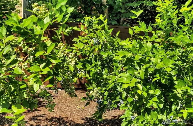 Blueberries are ripening.  Ready for picking soon.