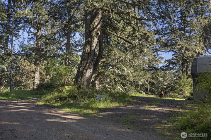 Private driveway access welcomes you into this serene 6.4± acre retreat, offering privacy, mature trees, and a true Pacific Northwest setting near Friday Harbor.
