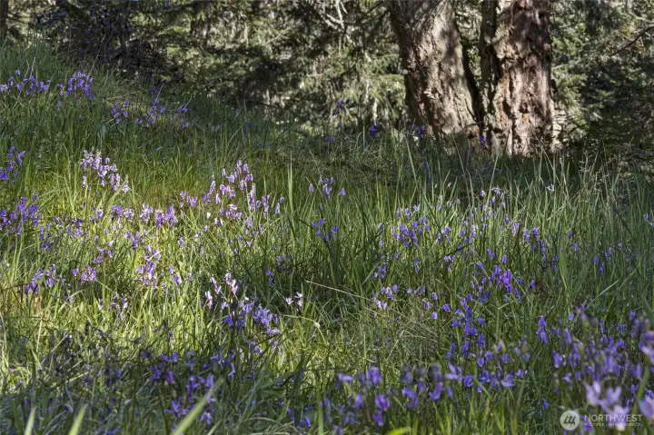 Seasonal wildflowers and native landscaping enhance the property's natural beauty and peaceful island atmosphere.