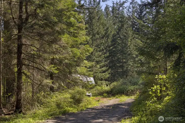 Sun-drenched forest glades and peaceful walking areas offer the perfect setting for enjoying the quiet beauty of San Juan Island.