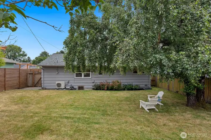 Enjoy shade from the European Birch tree