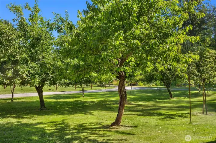 Mature Orchard w/ a dozen fruit & nut varieties Mature Orchard w/ a dozen fruit & nut varieties