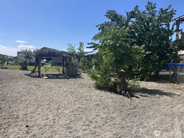 Picture of the entire yard with a big cheery tree.