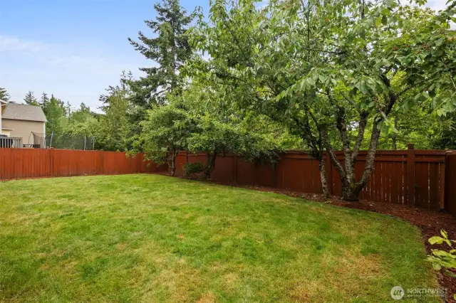 Leveled backyard with fruit trees