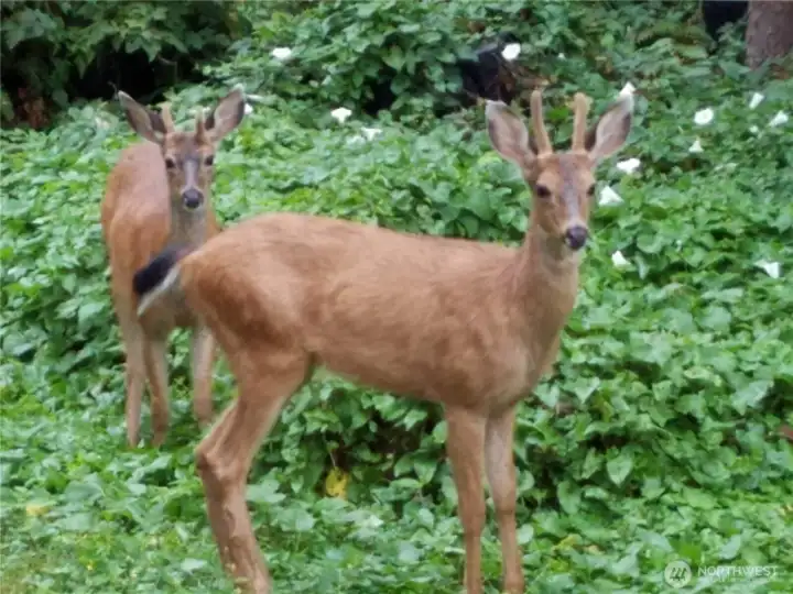 Local wildlife adds to the peaceful, natural setting around Evergreen Shores.