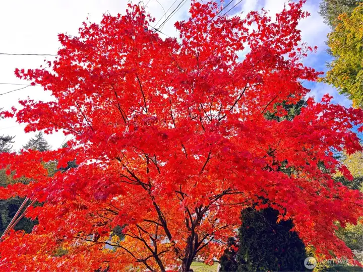 Fall Colors - Brilliant Japanese maple adds seasonal color and curb appeal to the property setting.