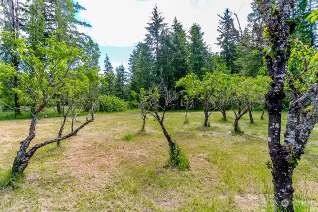 Orchard trees on the back of the level part of the property