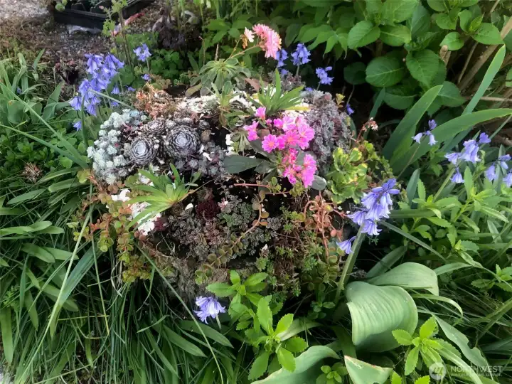 Spring flowers from earlier this year