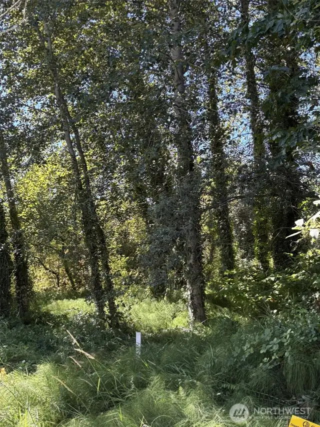 Lightly treed and under brush Lot