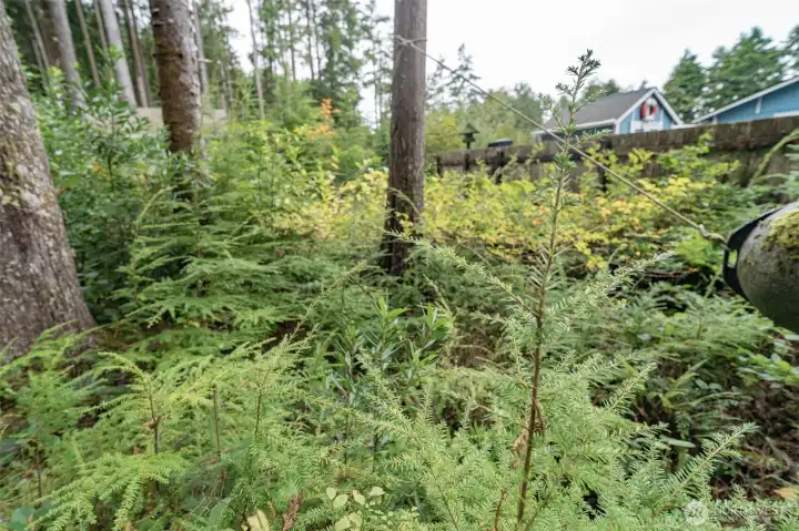 Beautiful evergreen trees around the property.