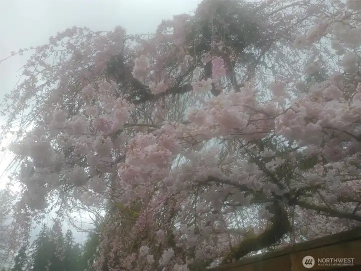 Cherry Blossoms in bloom previous year