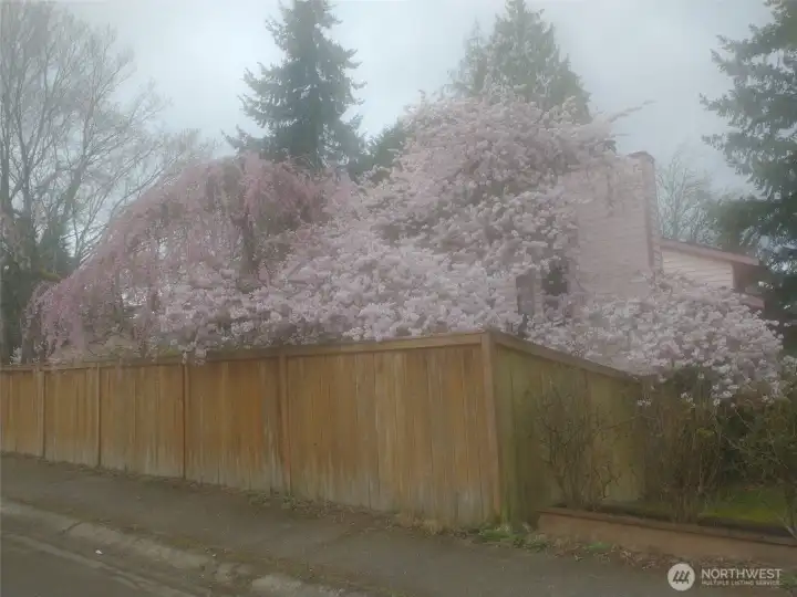 When cherry blossom tree is in bloom