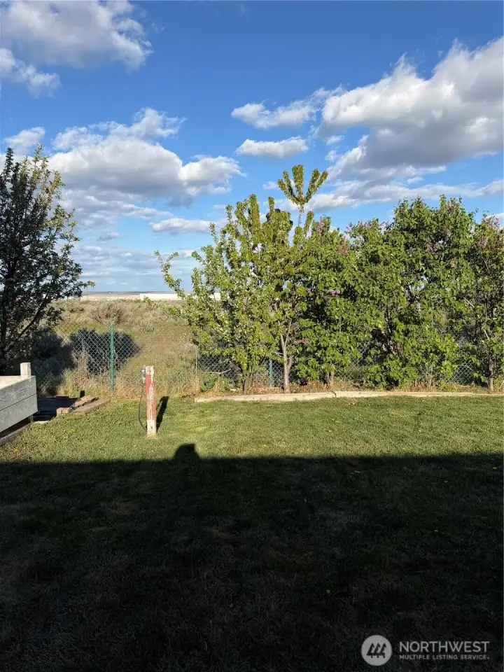 Back yard with Fruit trees and Liliacs