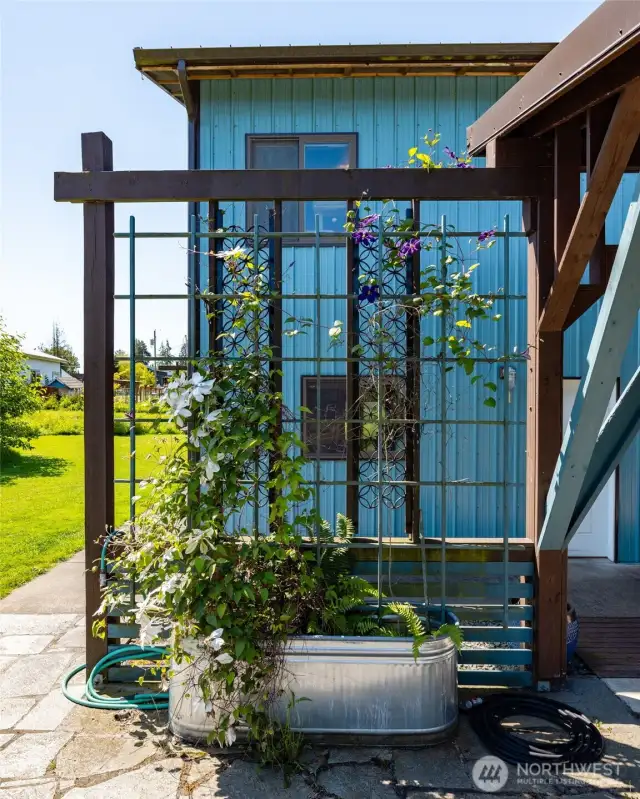 Trellis installed with Clematis growing.