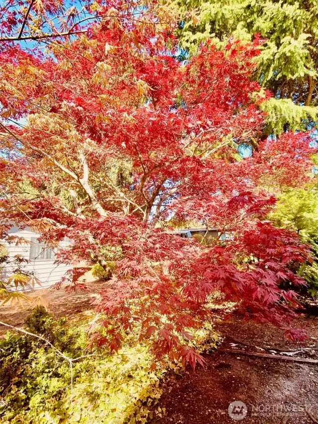 Japanese Maple