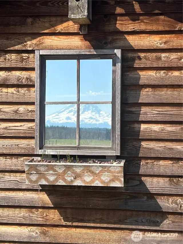 The perfect mirror image captured on the garden shed!