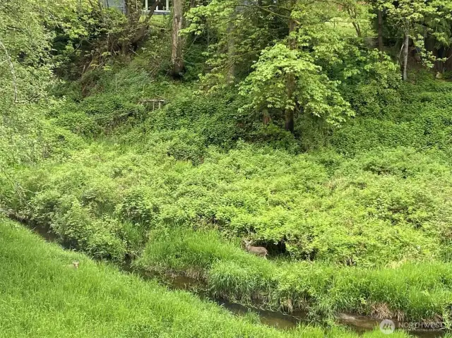 Many species of birds and wildlife frequent this portion of Allen Creek. Two young deer are enjoying an afternoon in this photo.