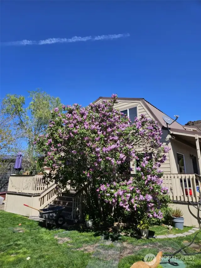 Beautiful Lilac Tree