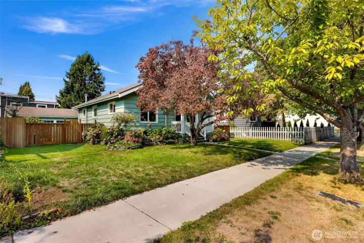 Dry location with flowering Dogwood and Cherry Trees