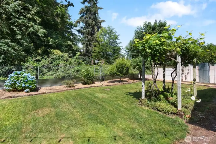 Fruit trees including apple, pear, grapes and blueberries.