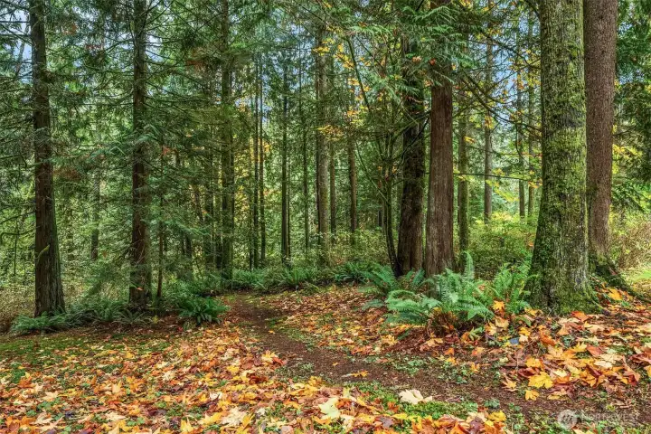 Your own private forest with trails