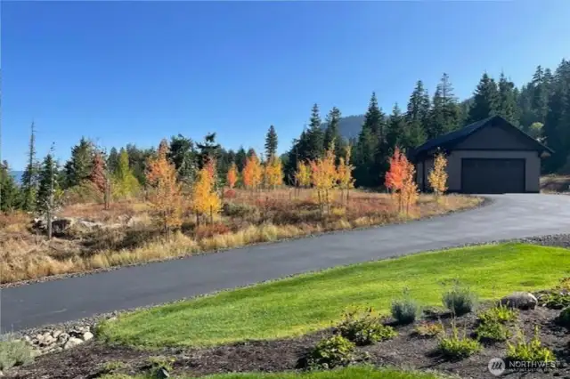 Planted grove of aspen trees with fall color.
