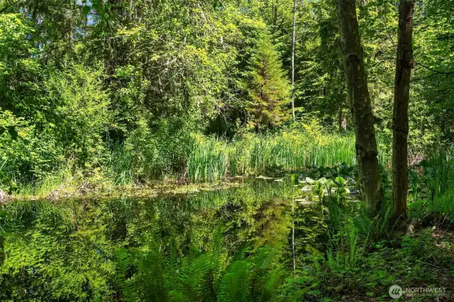 Serene pond