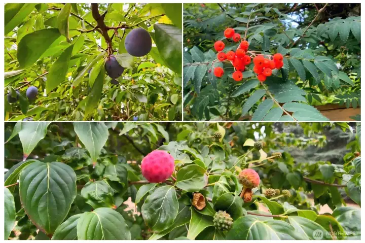 Rhubarb, raspberries, blueberries, plums, hazelnuts and blackberries, all found here in the yard!