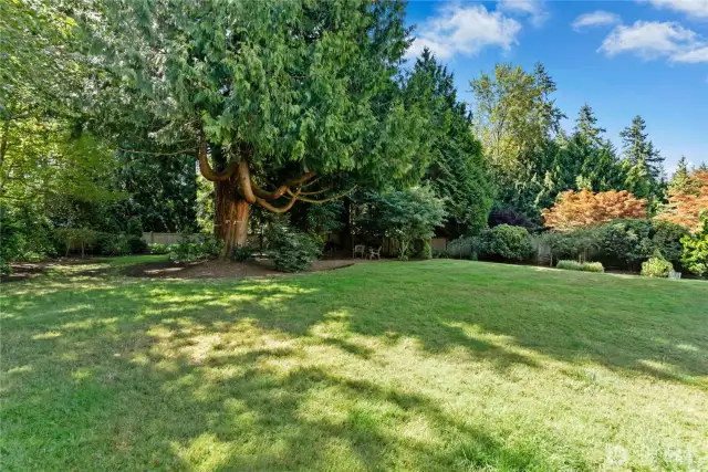 a little over 1/2 lot.