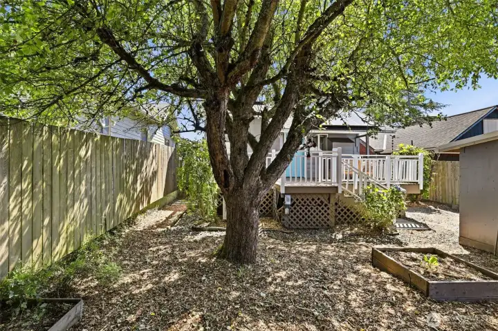 Mature tree brings beauty, shade, and character